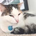 Photo of Lily