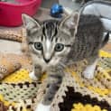 Photo of Jingle
