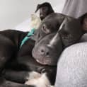 Photo of Stella