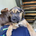 Photo of Caramel