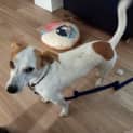 Photo of Patch 3 Year Old Jack Russell Terrier (Hold)