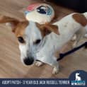 Photo of Patch 3 Year Old Jack Russell Terrier (Hold)