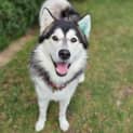 Photo of Apollo