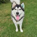 Photo of Apollo