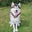 Photo of Apollo