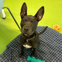 Photo of Azula