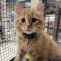 Photo of Jude The Ginger Ninja