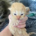 Photo of Jude The Ginger Ninja