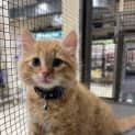 Photo of Jude The Ginger Ninja