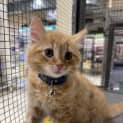 Photo of Jude The Ginger Ninja