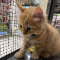 Photo of Jude The Ginger Ninja
