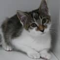 Photo of Tully 11080