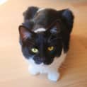 Photo of 8459 Pixel