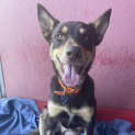 Photo of Paddy