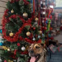 Photo of Kobe