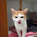 Photo of Latte