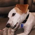 Photo of Patch 3 Year Old Jack Russell Terrier (Hold)