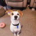 Photo of Patch 3 Year Old Jack Russell Terrier (Hold)