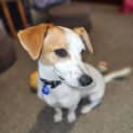 Photo of Patch 3 Year Old Jack Russell Terrier (Hold)