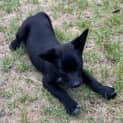 Photo of Lochie 🐶 Kelpie Puppy