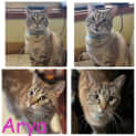 Photo of Arya