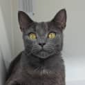 Photo of Watson