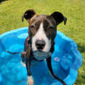 Photo of Sheba