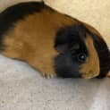 Photo of Biscuit 