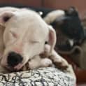 Photo of Lola