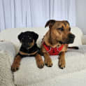 Photo of Mintie