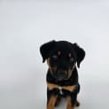 Photo of Mintie