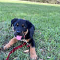 Photo of Mintie