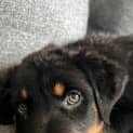 Photo of Mintie