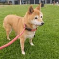 Photo of Sheba