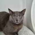 Photo of Aladin