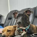Photo of Sy   8 Month Old Staffy X (Trial)