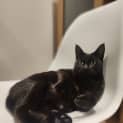 Photo of Midnight