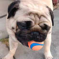 Photo of Marvin 3 Year Old Pug (Trial)
