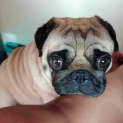 Photo of Marvin 3 Year Old Pug (Trial)