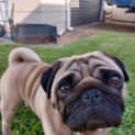 Photo of Marvin 3 Year Old Pug (Trial)