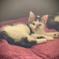 Photo of Ren