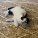 Photo of Daisy