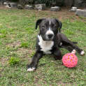 Photo of Nesryn