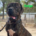 Photo of Sarge