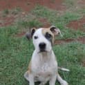 Photo of Dot