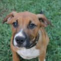 Photo of Hopper