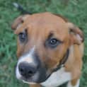 Photo of Hopper