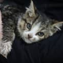 Photo of Willow