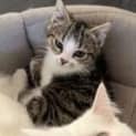 Photo of Willow