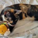 Photo of Cupcake